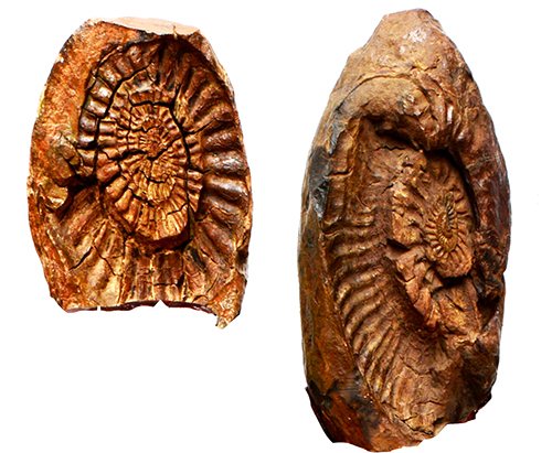 Những hóa thạch Cúc đá lớn sưu tập ở huyện Cư Jut. Đăk Nông
